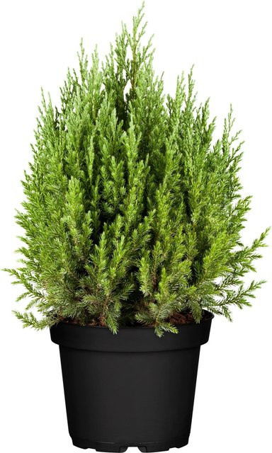 OBI Kegel-Mooswacholder Juniperus chinensis im Topf, Höhe: 10 - 20 cm - Bild 1