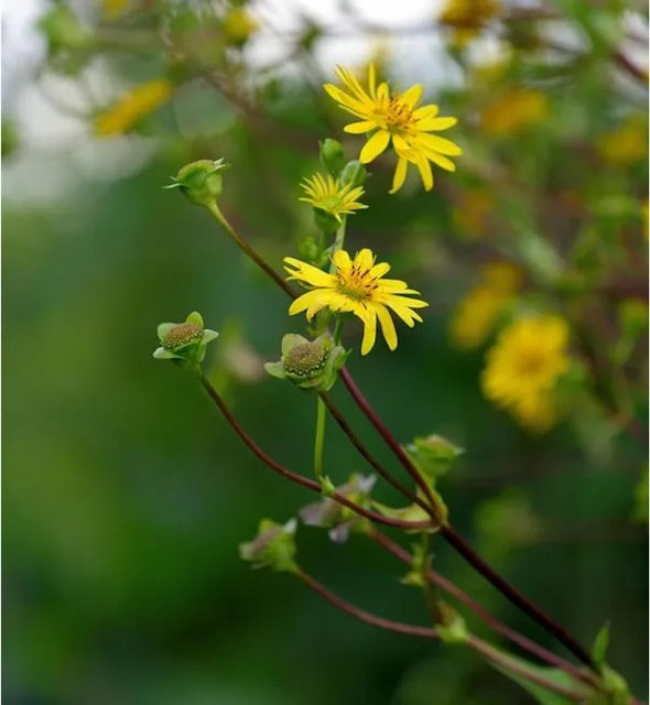Silphium perfoliatum Becherpflanze für Garten und Teichrandbepflanzung von Nr-01.de - Bild 1