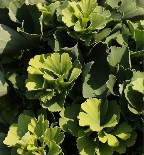 Ginkgo biloba Ballförmiger Ginkgobaum von Die Nr-01.de in Grün und Gelb - Bild 1