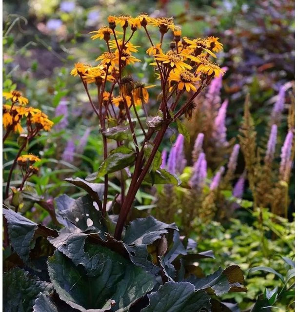 Ligularia dentata Greiskraut dunkellaubig von Nr-01.de als mehrjährige Solitärpflanze für Uferzonen und Gehölzränder - Bild 1