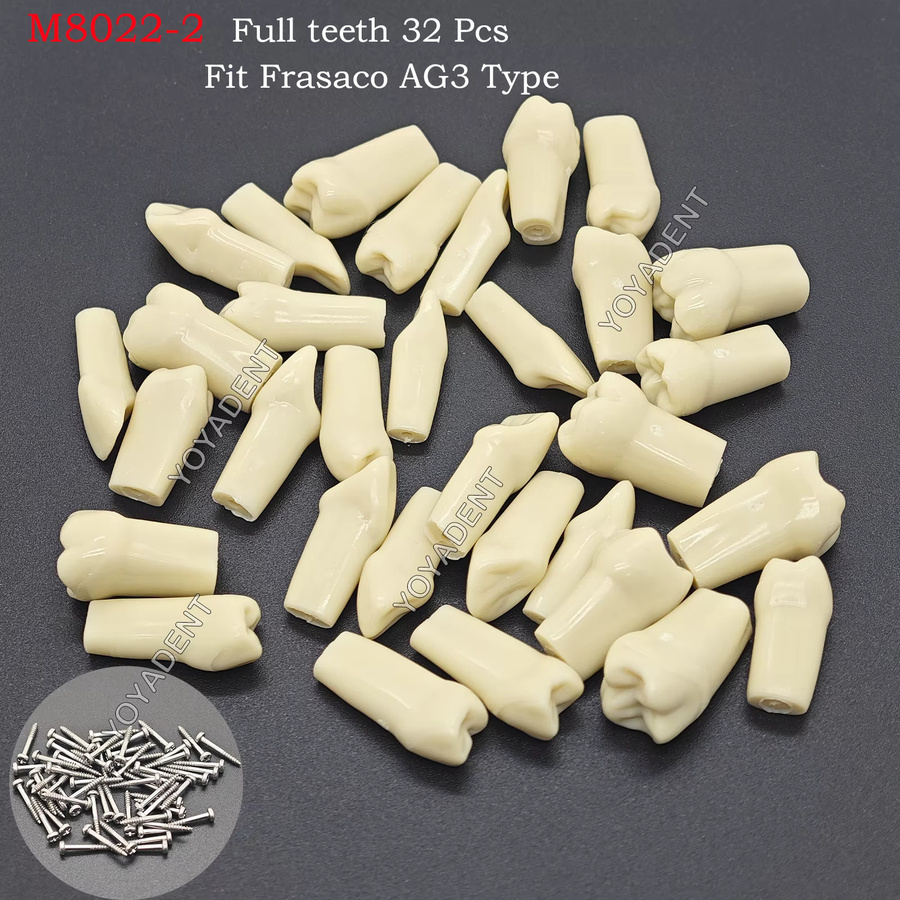 Frasaco AG3 Typodont Dental Zähne Modell, 32-teiliges Set - Bild 3