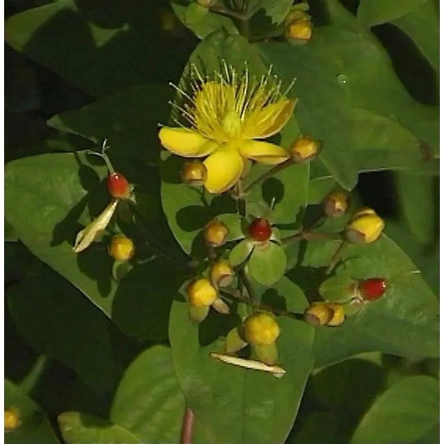 Johanniskraut Miracle Pistache Hypericum Zierstrauch, Farbe: Gelb und Grün, Höhe: 40 cm - Bild 1
