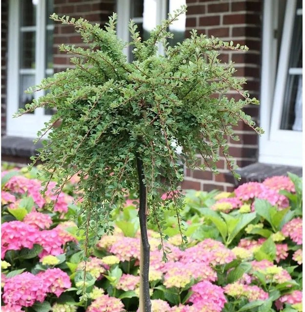 Kompaktwachsender Cotoneaster congestus Hochstamm als grüner Beerenstrauch von Nr-01.de - Bild 1
