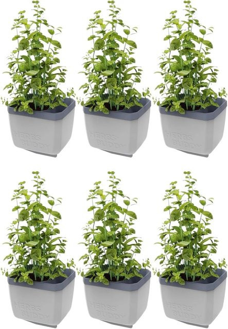 Gusta Garden Herbs Buddy Selbstbewässerungstopf, 6er Set, Hellgrau - Bild 1