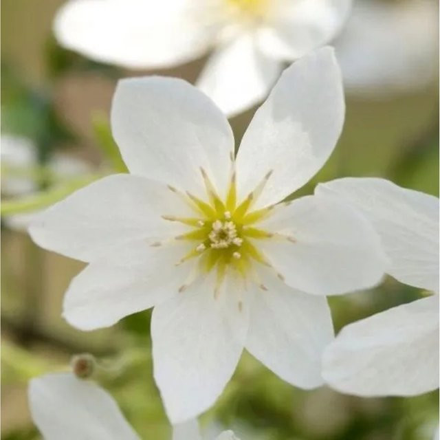 Clematis Waldrebe Joe mit weißen Blüten von Arborix im Container - Bild 1