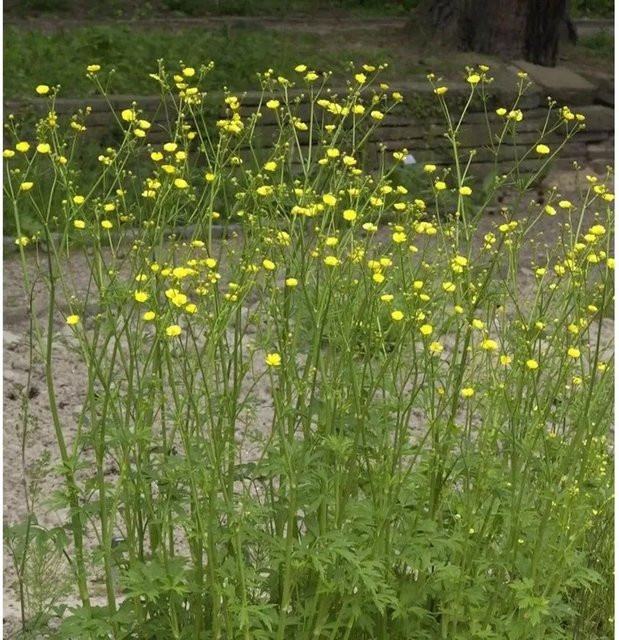 Ranunculus bulbosus Knolliger Hahnenfuß als mehrjährige Pflanze für Freiflächen und Bauerngärten von Nr-01.de - Bild 1