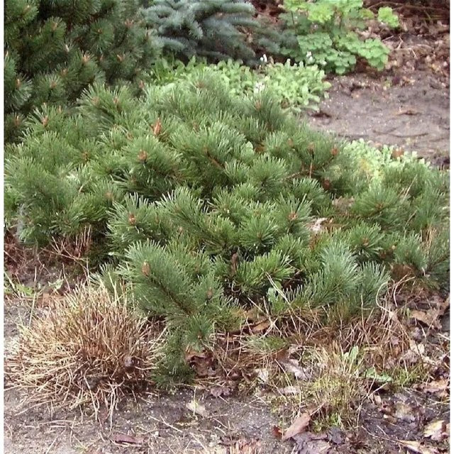 Pinus mugo Zwerg Kiefer Krauskopf grün für den Garten, Höhe: 25-30 cm - Bild 1