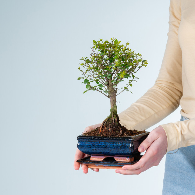 Sageretia Bonsai Traditional von BLUME2000 in grüner Keramikschale - Bild 1