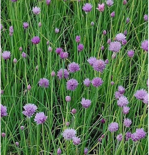 Schnittlauch Allium schoenoprasum grüne Staude im Topf von Die Nr-01.de - Bild 1
