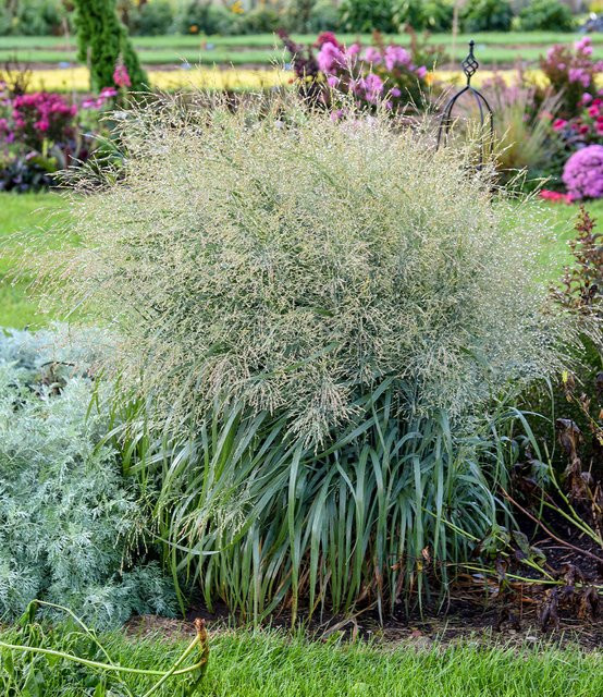 Panicum Prairie Winds Niagara Falls Ziergras - Bild 1