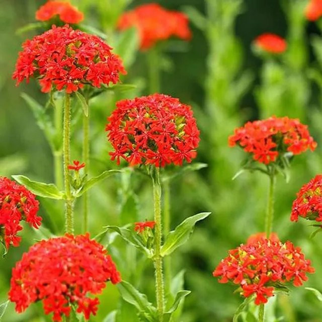 6er Set Arborix Brennende Liebe Lychnis chalcedonica mehrjährige Gartenpflanze mit roten Blüten im 9cm Topf - Bild 1