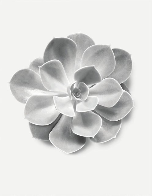 Komar Wandbild Succulent Aeonium Paper Poster B: 40 cm, H: 50 cm - Bild 1