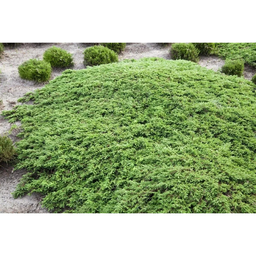 Juniperus Communis Green Carpet Wacholder Immergrün Bodendecker 40–50 cm - Bild 2