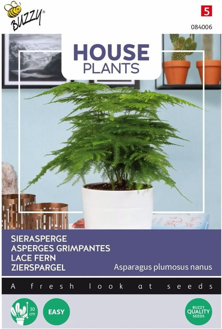 Zierspargel Buzzy House Plants Samen für den Innenbereich, 1 g - Bild 1