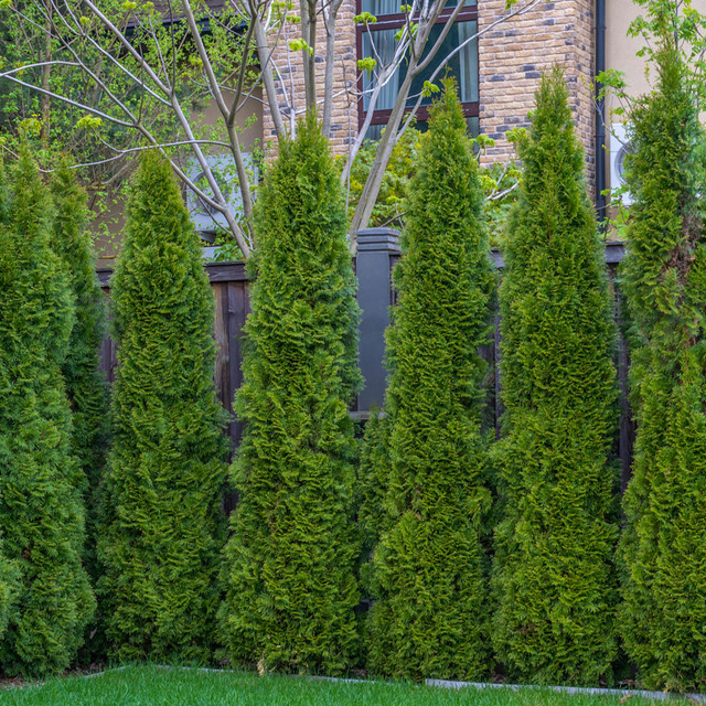 Thuja Lebensbaum-Hecke Smaragd als grüne Heckenpflanze von Mein schöner Garten Shop - Bild 1