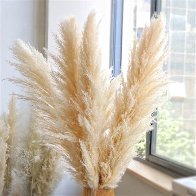 GARCIA Pampasgras Trockenblumenstrauß in Beige und Grau, flauschige Boho-Dekoration für dein Zuhause, Höhe: 120 cm - Bild 1