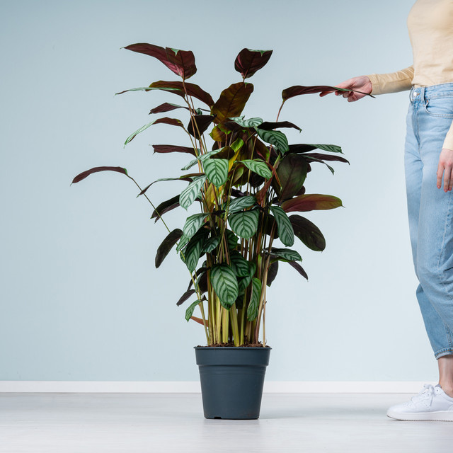 Calathea Green Flag Zimmerpflanze von BLUME2000 in Grün, gemustert, Größe L - Bild 1