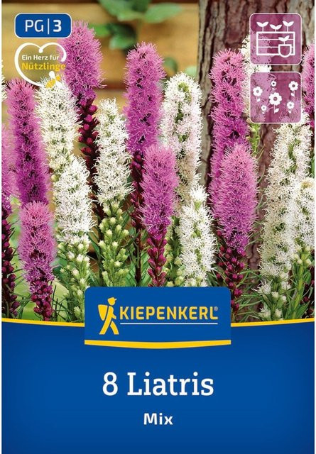 Kiepenkerl Prachtscharte Blumenzwiebeln in Blau und Weiß, 8 Stück, bunt - Bild 1