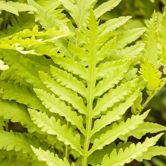 Matteuccia Straußenfarn als grüne mehrjährige Zierpflanze für deinen Garten und Balkon von Mein schöner Garten Shop - Bild 1