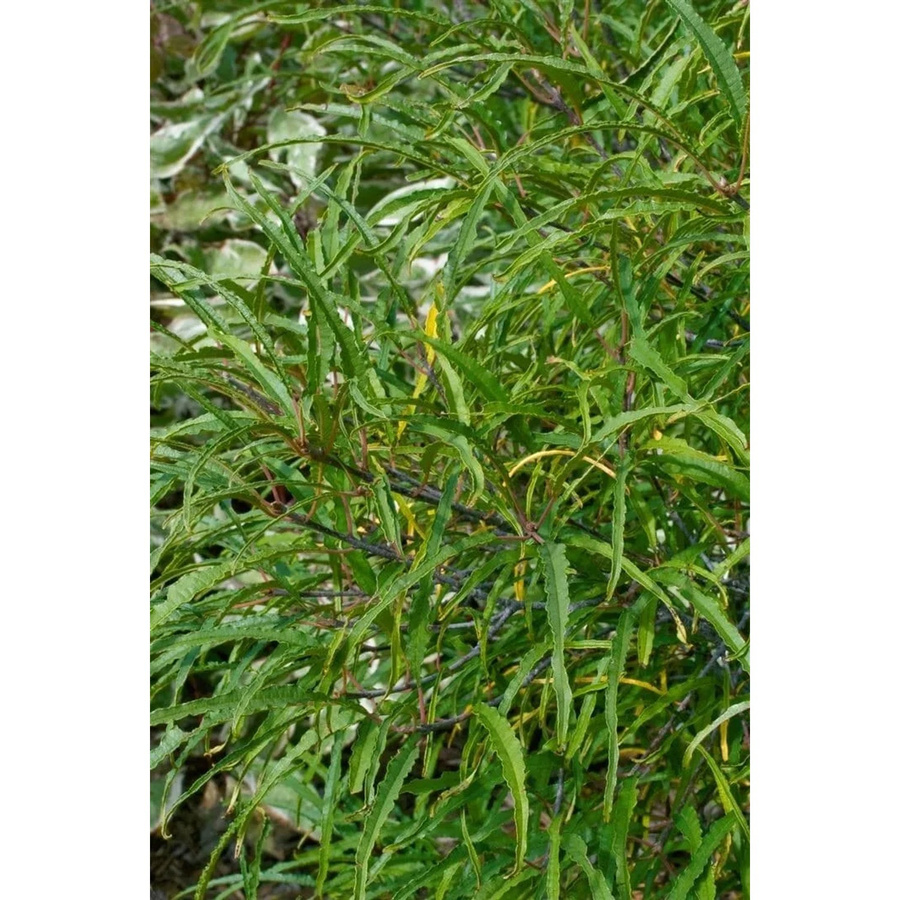 Rhamnus Frangula Asplenifolia Schmalblättrige Buckthorn Heckenpflanze 40–60 cm - Bild 2