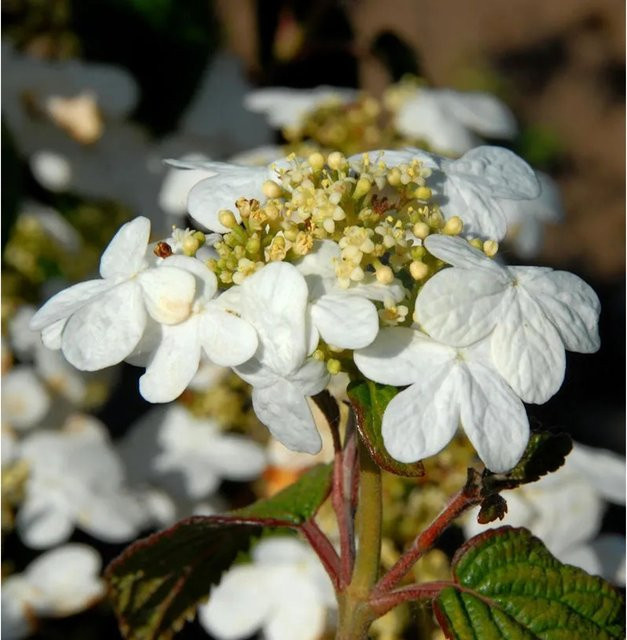 Japanischer Schneeball Summer Snowflake Viburnum plicatum weiß, Höhe: 60-80 cm - Bild 1