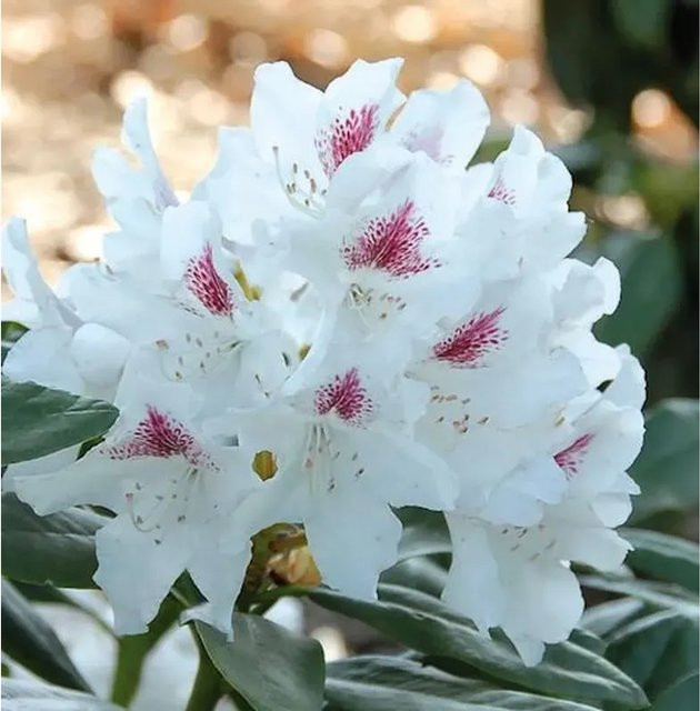 Großblumiger Rhododendron Schneeauge Alpenrose in Weiß, Höhe: 30-40 cm - Bild 1