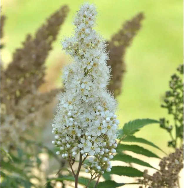 Sibirische Fiederspiere Sorbaria sorbifolia als Zierstrauch für deinen Garten - Bild 1