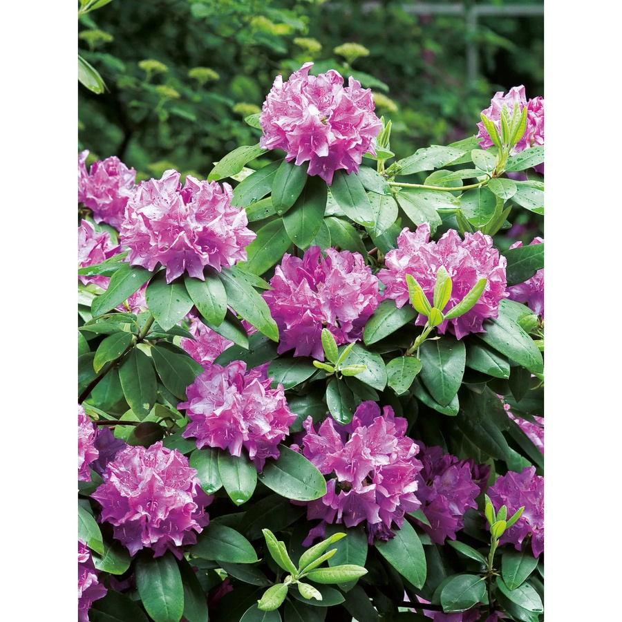 GROW by OBI Rhododendron Roseum Elegans in Rosa, Zierstrauch im 5l Topf, Höhe ca. 30-40 cm - Bild 2