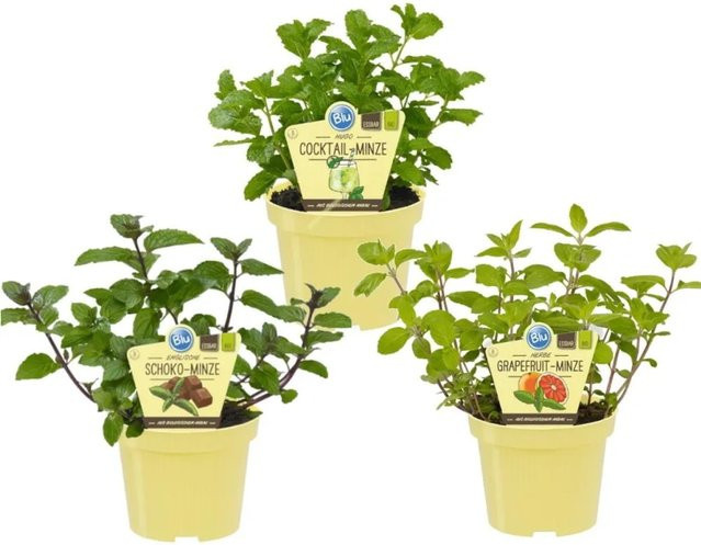 Exotenherz Bio Minze-Set mit 3 ungewöhnlichen Sorten Schoko, Hugo und Grapefruit im 12cm Topf - Bild 1