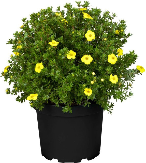 GROW by OBI Fingerstrauch Potentilla fructicosa Gelb, Sommerblüher und Bodendecker, Höhe: 20 - 30 cm, Topf-Durchmesser: 2,5 cm - Bild 1