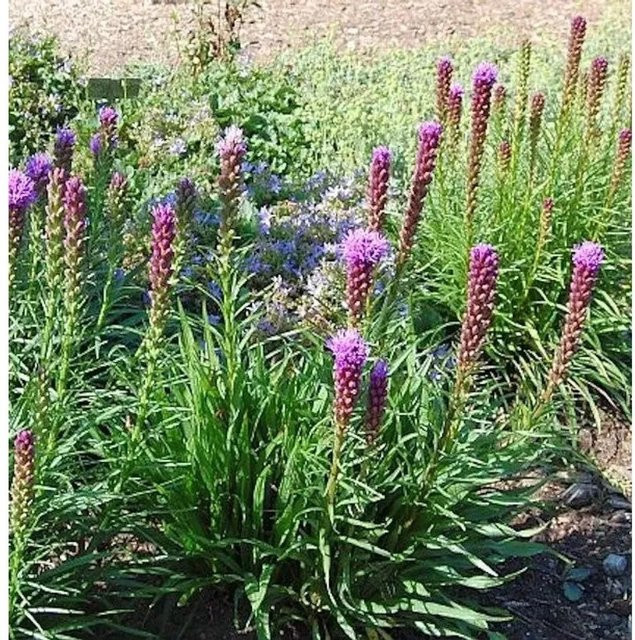 Liatris spicata Prachtscharte Kobold - lila Schnittblumenpflanze im Topf - Bild 1