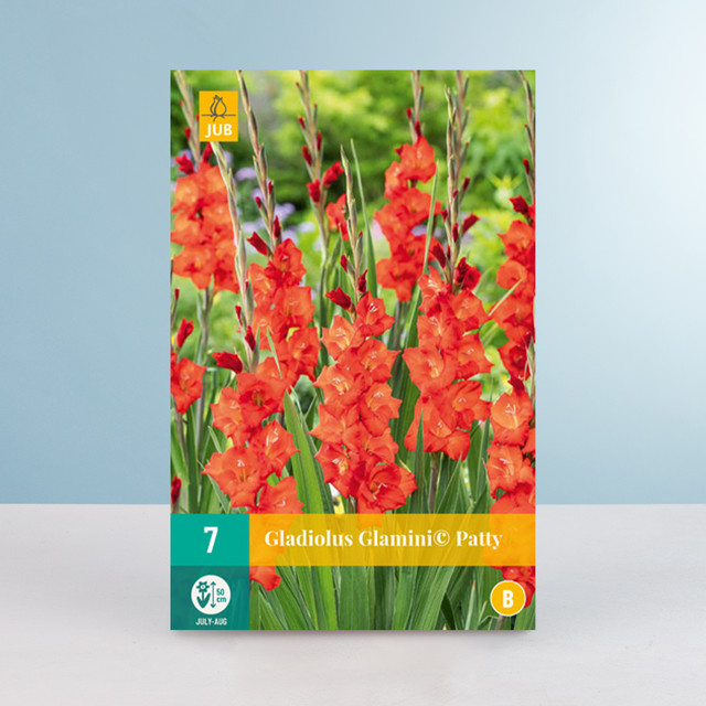 Zwerg-Gladiole Glamini Patty von BLUME2000 mit 7 Knollen für Beete und Blumenkübel - Bild 1