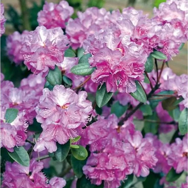 Zwerg Rhododendron P. J. Mezitt Rhododendron impeditum Alpenrose in Pink, Topfgröße 15-20 cm - Bild 1