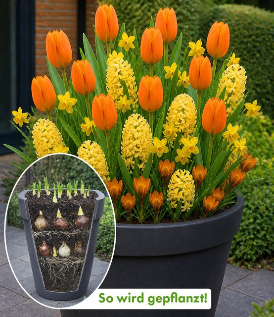 Blumenzwiebel-Mix Orange-gelbe Lasagne - Bild 1