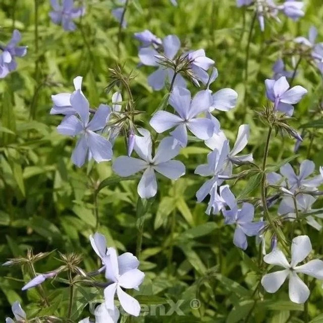 Phlox divaricata Niedrige Flammenblume als mehrjährige Staude und Bodendecker von Nr-01.de - Bild 1