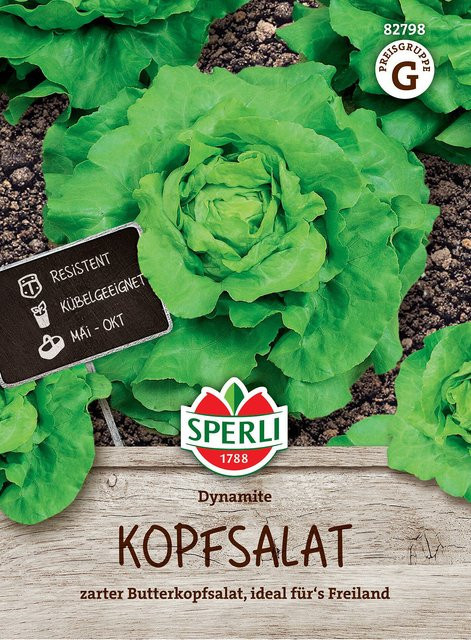 SPERLI Kopfsalat-Samen Dynamite - Bild 1