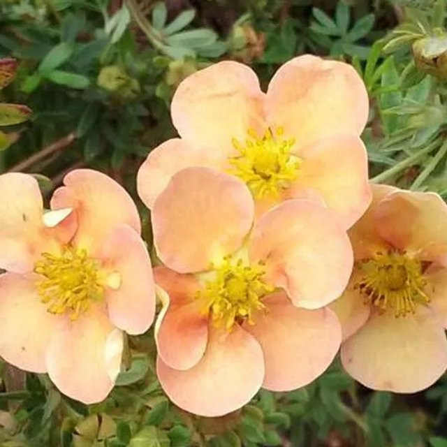 Arborix Fingerstrauch Daydawn Potentilla fruticosa großblütig im Container - Bild 1