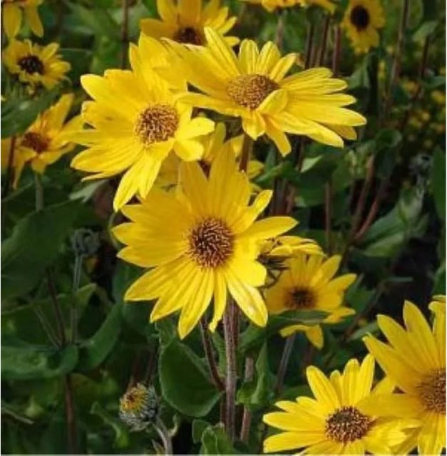 Helianthus salicifolius Weidenblättrige Sonnenblume gelbe mehrjährige Gartenpflanze für Beet und Topf - Bild 1
