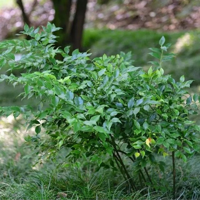 Sarcococca ruscifolia Mäusedornblättrige Fleischbeere, grün, Höhe: 30-40 cm - Bild 1