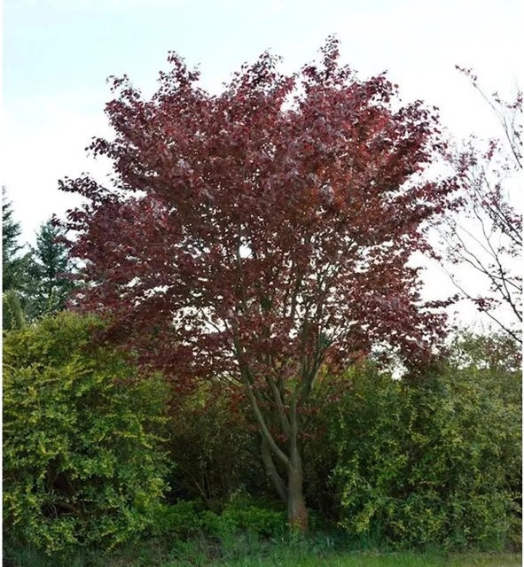 Blutbuche Swat Magret Fagus sylvatica, Höhe: 100-125 cm - Bild 1