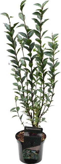 Ligustrum ovalifolium Ovalblättriger Liguster Hecke Set 44 Stück Höhe: 40 - 60 cm - Bild 1