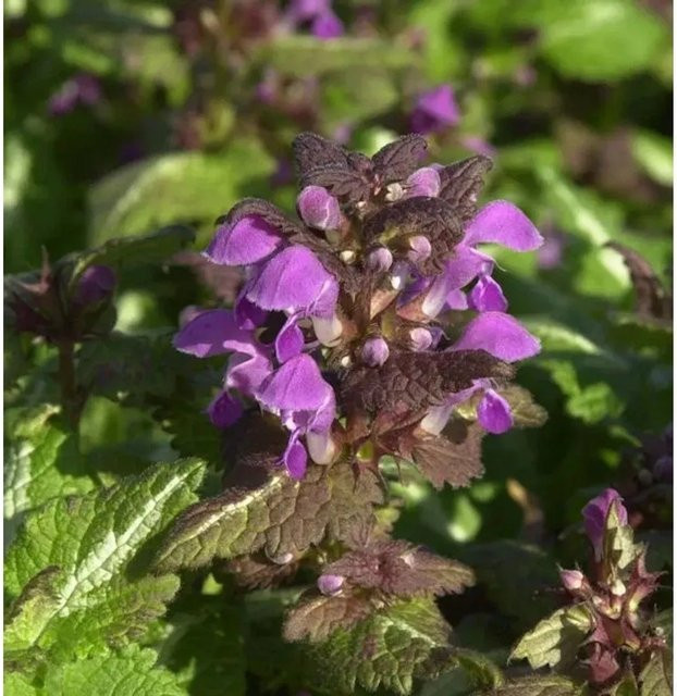 Lamium maculatum Waldnessel Chequers von Nr-01.de als mehrjährige Staude und Bodendecker für den Garten - Bild 1