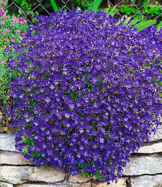 Blaukissen Cascade Blue - Bild 1