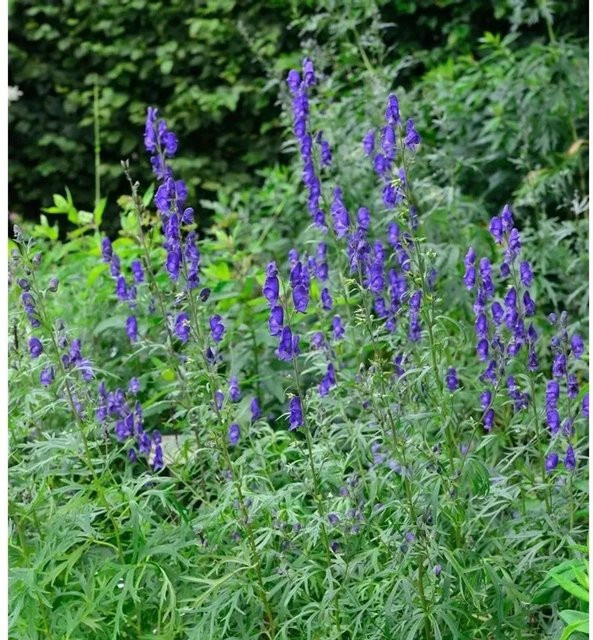 Aconitum napellus Eisenhut Blau als mehrjährige Zierstaude von Die Nr-01.de - Bild 1