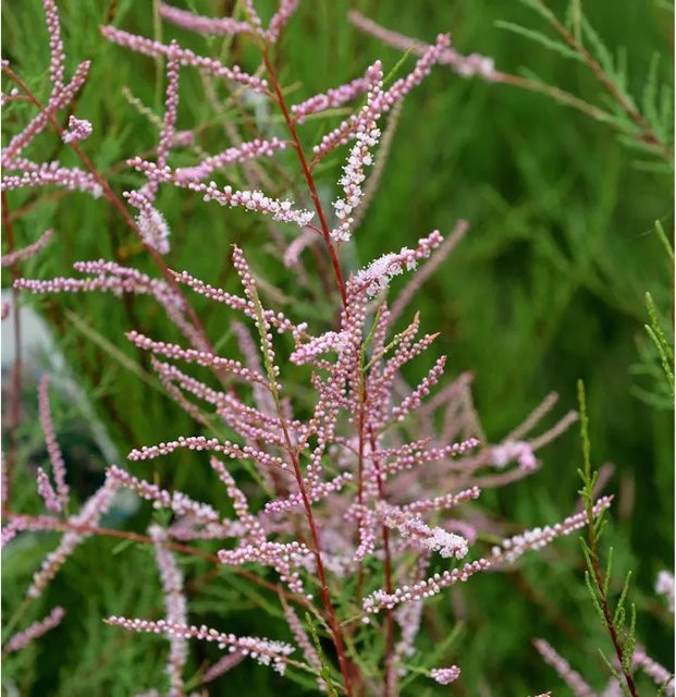 Sommertamariske Rubra Tamarix ramosissima rosa Zierstrauch für den Garten, Höhe: 40-60 cm - Bild 1