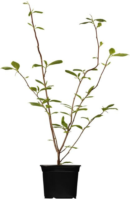 OBI Magnolia soulangiana im Topf, Rosa, Höhe: 60 - 80 cm - Bild 1