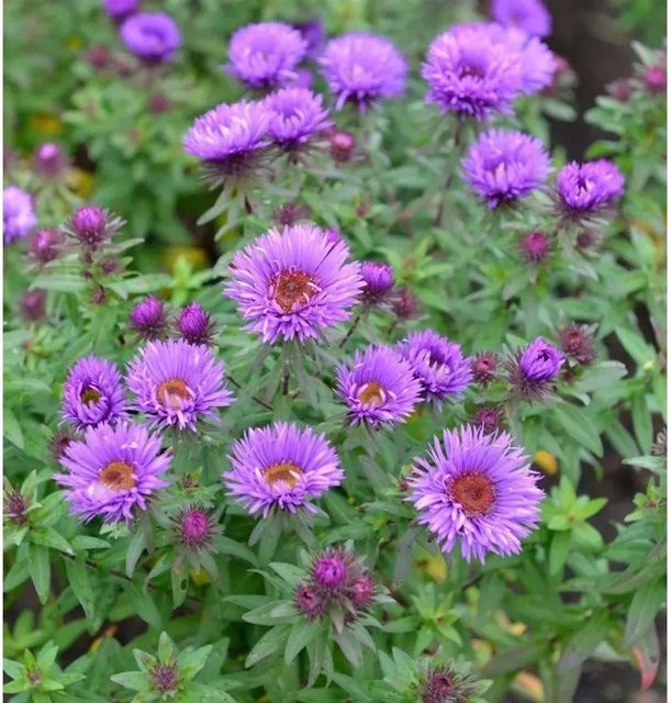 Rauhblattaster Treasure Aster novae angliae lila mehrjährige Gartenpflanze im Topf - Bild 1
