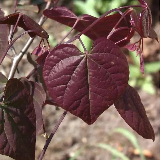 Kanadischer Judasbaum Ace of Spades Cercis canadensis Strauch in Rot und Purpur, Höhe: 40-60 cm - Bild 1