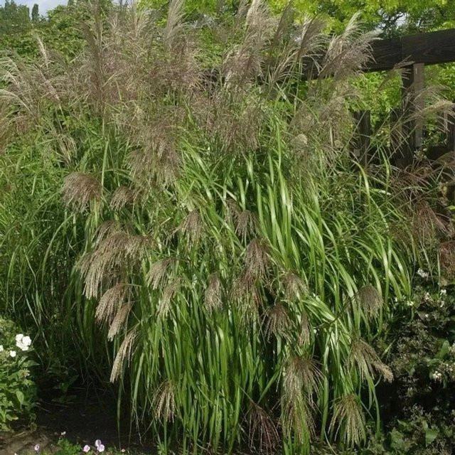 Chinaschilf Miscanthus sinensis als grüne Zierpflanze für deinen Garten - Bild 1