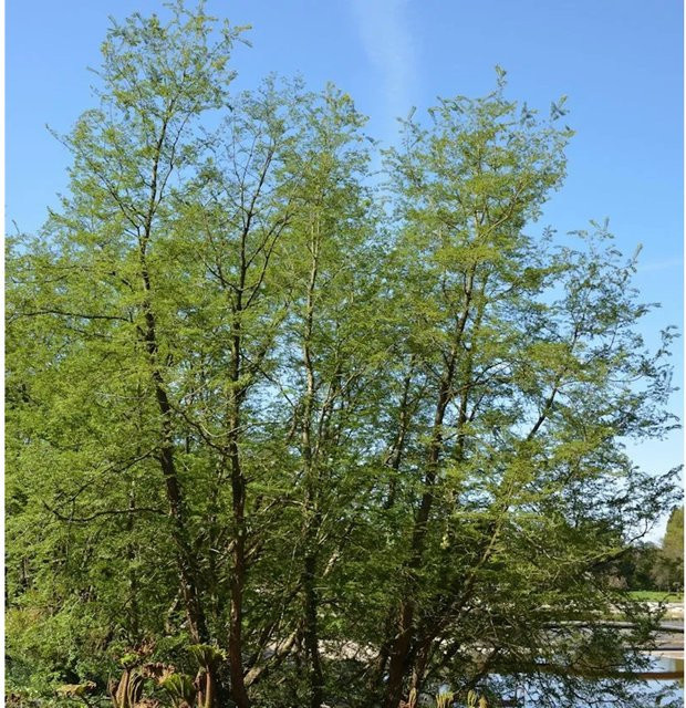 Antarktische Scheinbuche Nothofagus antarctica als Laubbaum für deinen Garten, Höhe: 60-80 cm - Bild 1